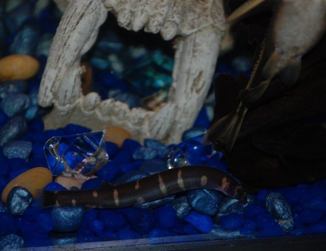 freshwater fish - pangio sp. - black kuhlii loach stocking in 37 gallons tank - Pepper the kuhli loach & Marvin the striped raphael cat. freshwater fish - pangio sp. - black kuhlii loach stocking in 37 gallons tank - Pepper the kuhli loach & Marvin the striped raphael cat.
