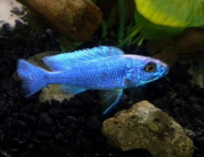 freshwater fish - sciaenochromis fryeri - electric blue hap stocking in 55 gallons tank - Hap. Ahli freshwater fish - sciaenochromis fryeri - electric blue hap stocking in 55 gallons tank - Hap. Ahli