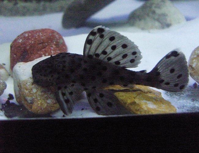 freshwater fish - leporacanthicus joselimai sp. l264 - sultan pleco stocking in 72 gallons tank - My Sexy Sultan Pleco freshwater fish - leporacanthicus joselimai sp. l264 - sultan pleco stocking in 72 gallons tank - My Sexy Sultan Pleco