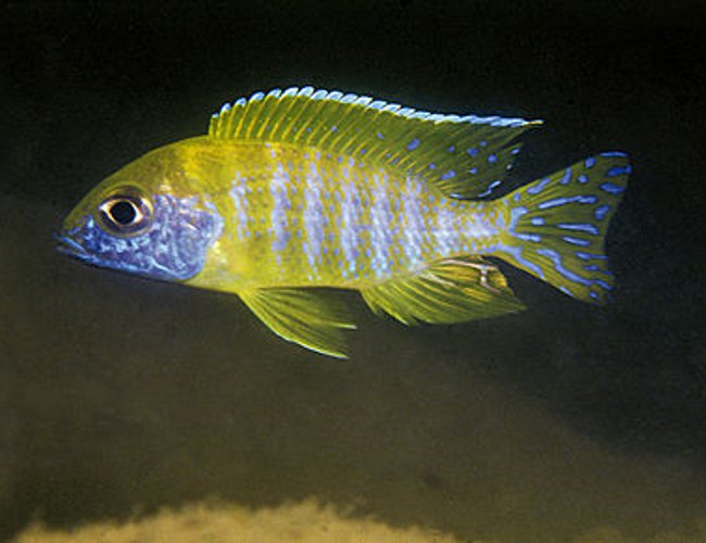freshwater fish - aulonocara benga - benga peacock stocking in 72 gallons tank - My auloncara freshwater fish - aulonocara benga - benga peacock stocking in 72 gallons tank - My auloncara