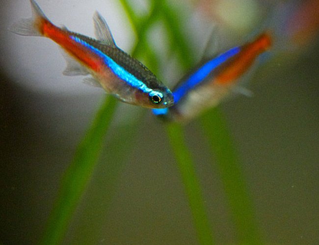 freshwater fish - paracheirodon innesi - neon tetra jumbo stocking in 37 gallons tank - "V" is for victory! Neon tetras freshwater fish - paracheirodon innesi - neon tetra jumbo stocking in 37 gallons tank - "V" is for victory! Neon tetras