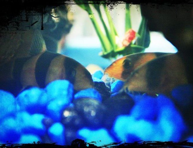 freshwater fish - botia macracantha - clown loach stocking in 10 gallons tank - They love to be together :) freshwater fish - botia macracantha - clown loach stocking in 10 gallons tank - They love to be together :)