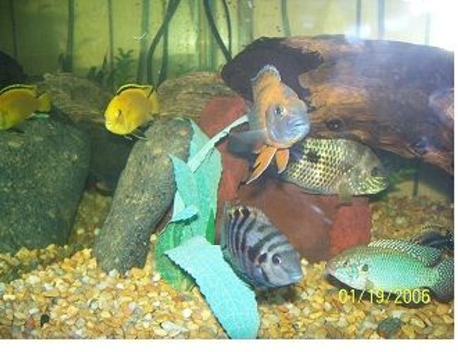 freshwater fish - labidochromis caeruleus - electric yellow cichlid stocking in 150 gallons tank - cichlids freshwater fish - labidochromis caeruleus - electric yellow cichlid stocking in 150 gallons tank - cichlids