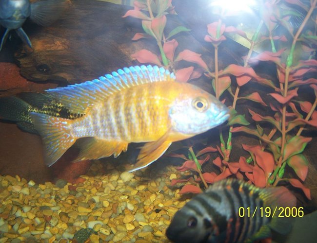 freshwater fish - aulonocara stuartgranti - peacock cichlid stocking in 150 gallons tank - peacock freshwater fish - aulonocara stuartgranti - peacock cichlid stocking in 150 gallons tank - peacock