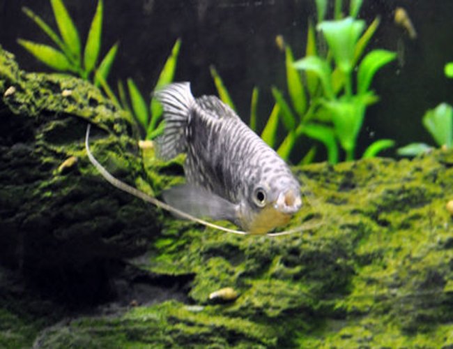 freshwater fish - trichogaster trichopterus - opaline gourami stocking in 55 gallons tank - Pucker up! Opaline gourami kisses! freshwater fish - trichogaster trichopterus - opaline gourami stocking in 55 gallons tank - Pucker up! Opaline gourami kisses!