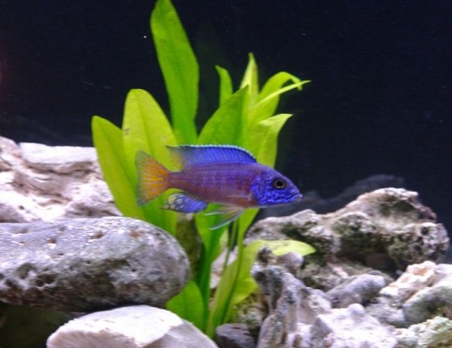 freshwater fish - aulonocara stuartgranti ngara - ngara flametail stocking in 55 gallons tank - Flametail Peacock - Aulonocara stuartgranti freshwater fish - aulonocara stuartgranti ngara - ngara flametail stocking in 55 gallons tank - Flametail Peacock - Aulonocara stuartgranti