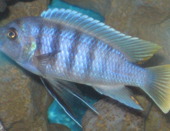 freshwater fish - metriaclima greshakei - ice blue red top zebra stocking in 45 gallons tank - male ice blue zebra freshwater fish - metriaclima greshakei - ice blue red top zebra stocking in 45 gallons tank - male ice blue zebra