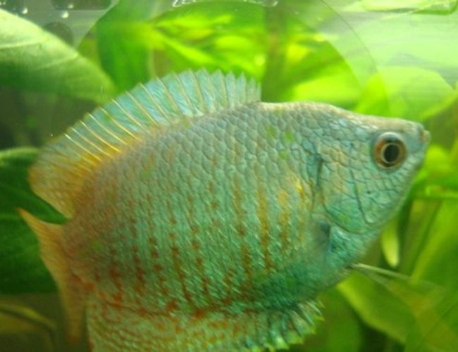 freshwater fish - colisa lalia - neon blue dwarf gourami stocking in 50 gallons tank - Another one of my photo genic Goramis freshwater fish - colisa lalia - neon blue dwarf gourami stocking in 50 gallons tank - Another one of my photo genic Goramis