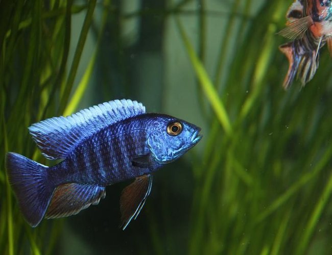 freshwater fish - aulonocara hansbaenschi - red peacock cichlid stocking in 67 gallons tank - A Blue Peacock that I own freshwater fish - aulonocara hansbaenschi - red peacock cichlid stocking in 67 gallons tank - A Blue Peacock that I own