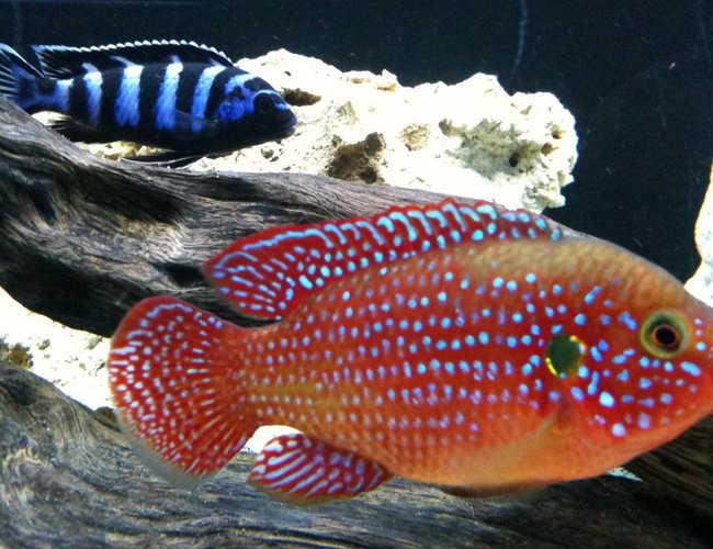 freshwater fish - hemichromis bimaculatus - jewel cichlid stocking in 40 gallons tank - red jewel and demonsi freshwater fish - hemichromis bimaculatus - jewel cichlid stocking in 40 gallons tank - red jewel and demonsi