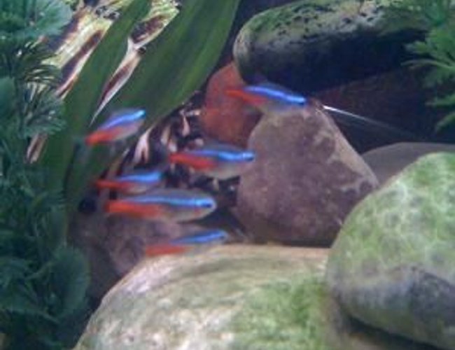 freshwater fish - paracheirodon innesi - neon tetra jumbo stocking in 46 gallons tank - Neon Tetras! freshwater fish - paracheirodon innesi - neon tetra jumbo stocking in 46 gallons tank - Neon Tetras!