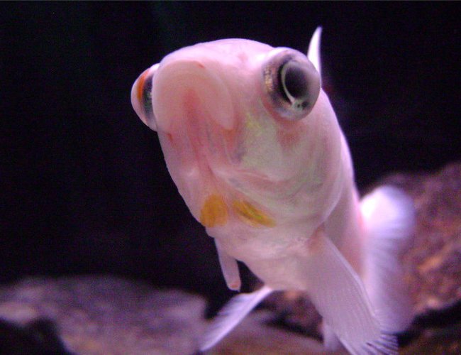 freshwater fish - carassius auratus - comet goldfish stocking in 10 gallons tank - Comet Goldfish freshwater fish - carassius auratus - comet goldfish stocking in 10 gallons tank - Comet Goldfish