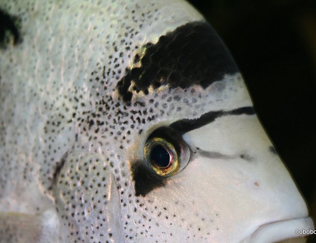 freshwater fish - vieja argentea - white cichlid stocking in 422 gallons tank - Vieja Argentea freshwater fish - vieja argentea - white cichlid stocking in 422 gallons tank - Vieja Argentea