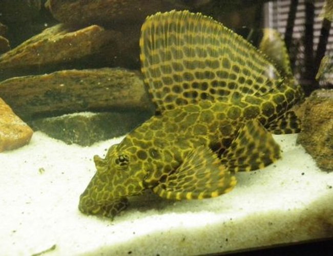 freshwater fish - glyptoperichthys gibbiceps - sailfin pleco (l-83) stocking in 46 gallons tank - My pleco - growing like crazy!!
Please leave comments about my Pleco freshwater fish - glyptoperichthys gibbiceps - sailfin pleco (l-83) stocking in 46 gallons tank - My pleco - growing like crazy!!
Please leave comments about my Pleco