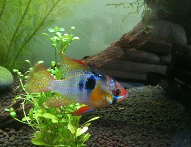 freshwater fish - papiliochromis ramirezi - german blue ram stocking in 40 gallons tank - My Ram! freshwater fish - papiliochromis ramirezi - german blue ram stocking in 40 gallons tank - My Ram!