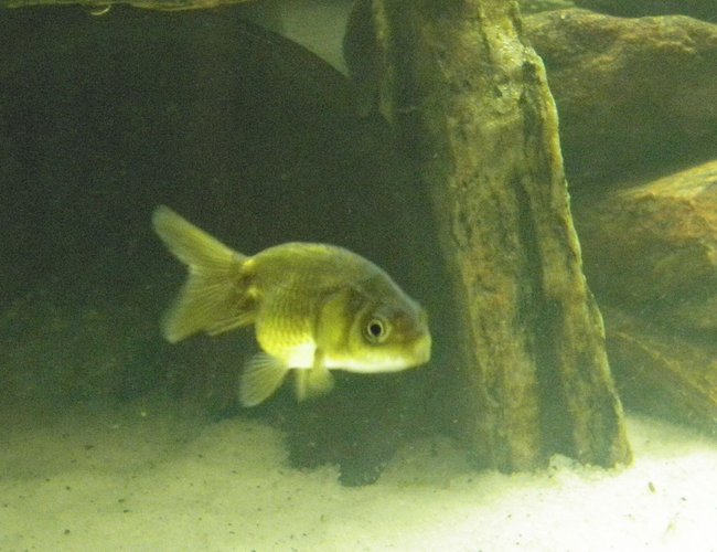 freshwater fish - carassius auratus - ranchu goldfish stocking in 46 gallons tank - RANCHU! Very hard to find in my area!! In fact in a year of going to many diff stores i have never seen one! for no reason at all i went to local fish store & they had a bunch of Ranchu's!!
Including my new baby! He's so small!
please leave comments & care tips!
thanks! freshwater fish - carassius auratus - ranchu goldfish stocking in 46 gallons tank - RANCHU! Very hard to find in my area!! In fact in a year of going to many diff stores i have never seen one! for no reason at all i went to local fish store & they had a bunch of Ranchu's!!
Including my new baby! He's so small!
please leave comments & care tips!
thanks!