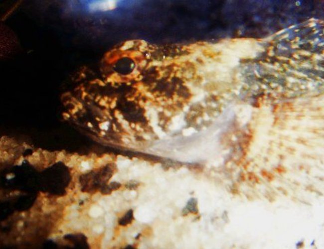 freshwater fish - cottus carolinae - banded sculpin stocking in 75 gallons tank - Banded Sculpin
(This is a freshwater fish, Can someone move to proper category?) freshwater fish - cottus carolinae - banded sculpin stocking in 75 gallons tank - Banded Sculpin
(This is a freshwater fish, Can someone move to proper category?)