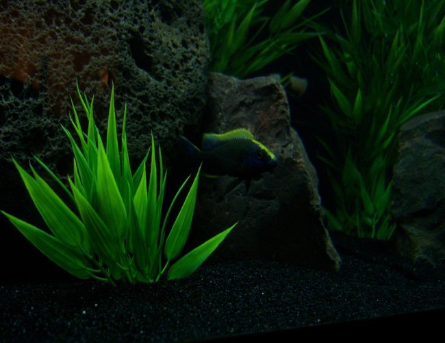 freshwater fish - otopharynx lithobates - sulphur crested lithobate stocking in 65 gallons tank - My young male Otopharynx Lithobates starting to color! :) freshwater fish - otopharynx lithobates - sulphur crested lithobate stocking in 65 gallons tank - My young male Otopharynx Lithobates starting to color! :)