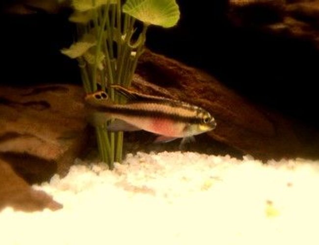 freshwater fish - pelvicachromis pulcher - kribensis cichlid stocking in 72 gallons tank - Kribensis freshwater fish - pelvicachromis pulcher - kribensis cichlid stocking in 72 gallons tank - Kribensis