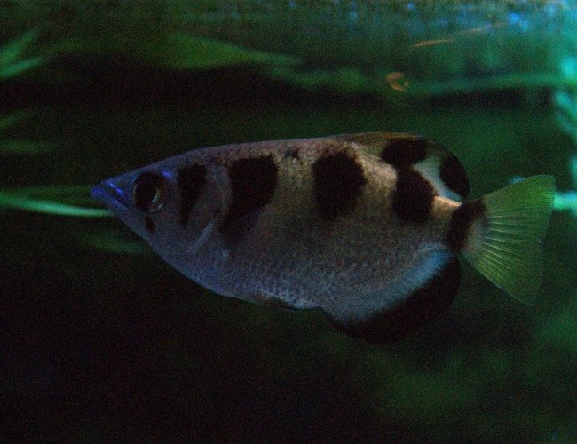 freshwater fish - toxotes jaculatrix - archer fish stocking in 180 gallons tank - Archer Fish freshwater fish - toxotes jaculatrix - archer fish stocking in 180 gallons tank - Archer Fish