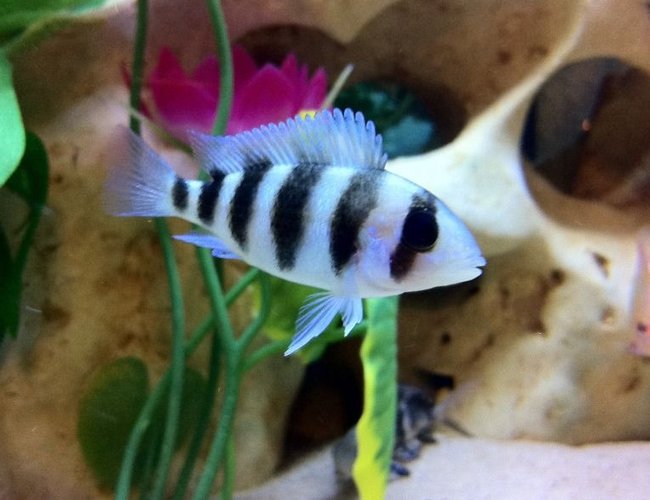 freshwater fish - cyphotilapia frontosa - frontosa cichlid stocking in 40 gallons tank - Baby Frontosa freshwater fish - cyphotilapia frontosa - frontosa cichlid stocking in 40 gallons tank - Baby Frontosa
