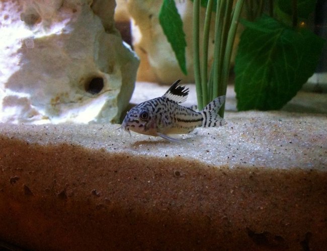 freshwater fish - corydoras sp. - false julii cory cat stocking in 40 gallons tank - cory cat freshwater fish - corydoras sp. - false julii cory cat stocking in 40 gallons tank - cory cat