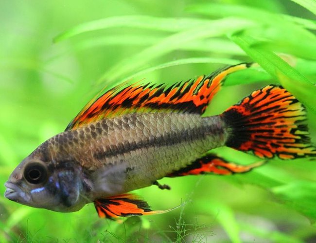 freshwater fish - apistogramma cacatuoides - double full red cockatoo cichlid stocking in 40 gallons tank - Apistogramma Cacatuoides Double Red freshwater fish - apistogramma cacatuoides - double full red cockatoo cichlid stocking in 40 gallons tank - Apistogramma Cacatuoides Double Red