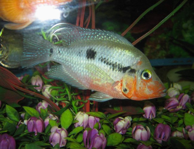 freshwater fish - thorichthys meeki - firemouth cichlid stocking in 90 gallons tank - fire mouth freshwater fish - thorichthys meeki - firemouth cichlid stocking in 90 gallons tank - fire mouth