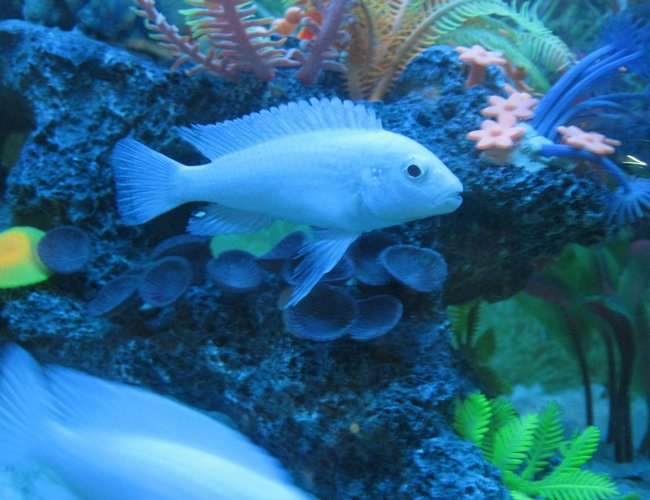 freshwater fish - pseudotropheus socolofi - albino socolofi stocking in 90 gallons tank - white freshwater fish - pseudotropheus socolofi - albino socolofi stocking in 90 gallons tank - white