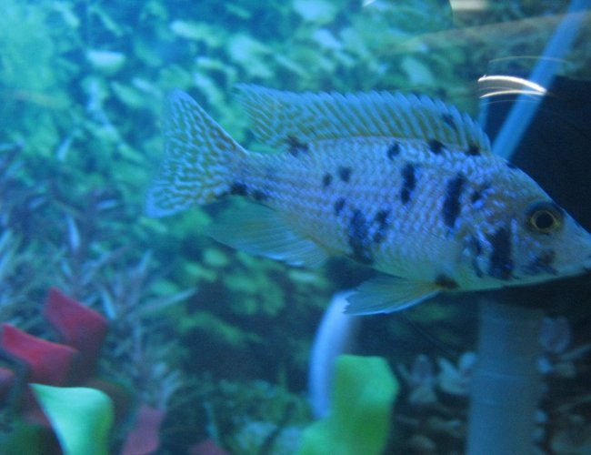freshwater fish - labeotropheus fuelleborni - fuelleborni cichlid, orange blossom stocking in 90 gallons tank - cichlids3 freshwater fish - labeotropheus fuelleborni - fuelleborni cichlid, orange blossom stocking in 90 gallons tank - cichlids3