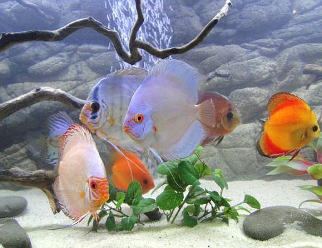 freshwater fish - symphysodon sp. - blue diamond discus stocking in 125 gallons tank - My Discus Cru Part Two freshwater fish - symphysodon sp. - blue diamond discus stocking in 125 gallons tank - My Discus Cru Part Two