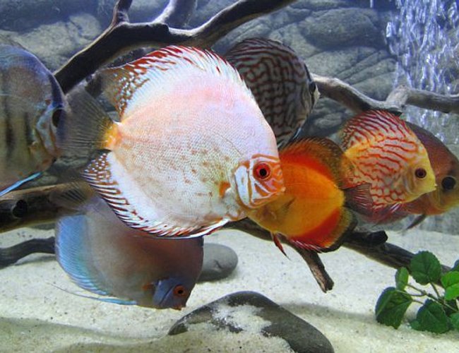 freshwater fish - symphysodon spp. - pigeon blood discus stocking in 125 gallons tank - Silver Pigeon Blood Discus freshwater fish - symphysodon spp. - pigeon blood discus stocking in 125 gallons tank - Silver Pigeon Blood Discus