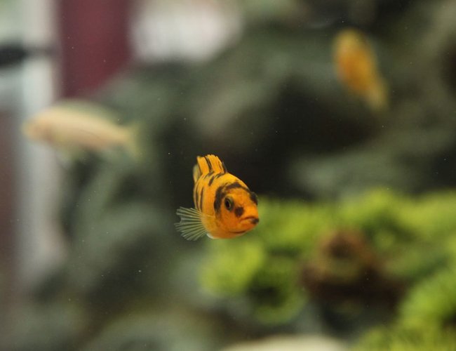 freshwater fish - metriaclima estherae - red blotch zebra cichlid stocking in 58 gallons tank - Red blotched zebra freshwater fish - metriaclima estherae - red blotch zebra cichlid stocking in 58 gallons tank - Red blotched zebra