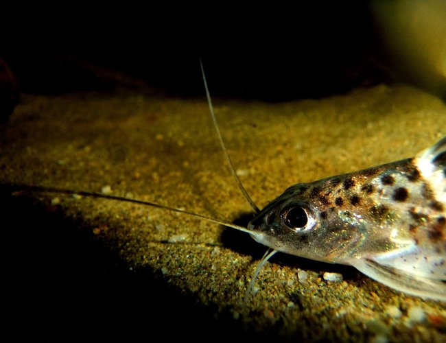 freshwater fish - pimelodus pictus - pictus cat stocking in 55 gallons tank - Pictus Catfish freshwater fish - pimelodus pictus - pictus cat stocking in 55 gallons tank - Pictus Catfish