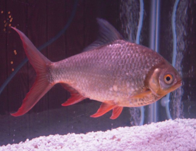 freshwater fish - barbus schwanefeldi - tinfoil red tail barb stocking in 55 gallons tank - my 14yr old red fin tinfoil barb freshwater fish - barbus schwanefeldi - tinfoil red tail barb stocking in 55 gallons tank - my 14yr old red fin tinfoil barb