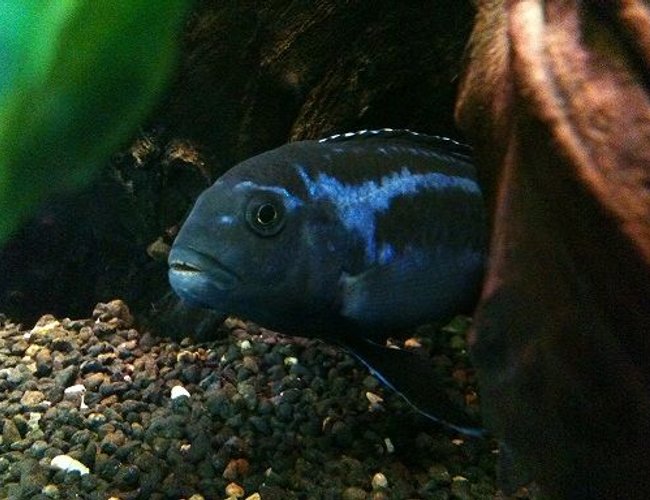 freshwater fish - melanochromis cyaneorhabdos - maingano cichlid stocking in 92 gallons tank freshwater fish - melanochromis cyaneorhabdos - maingano cichlid stocking in 92 gallons tank
