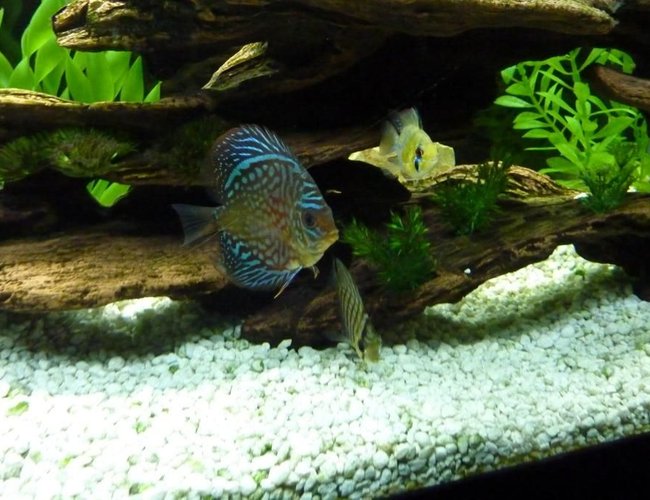 freshwater fish - symphysodon sp. - pigeon blood discus stocking in 45 gallons tank freshwater fish - symphysodon sp. - pigeon blood discus stocking in 45 gallons tank