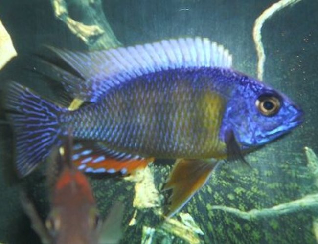 freshwater fish - protomelas steveni - taiwan reef stocking in 54 gallons tank - Taiwan Reef freshwater fish - protomelas steveni - taiwan reef stocking in 54 gallons tank - Taiwan Reef