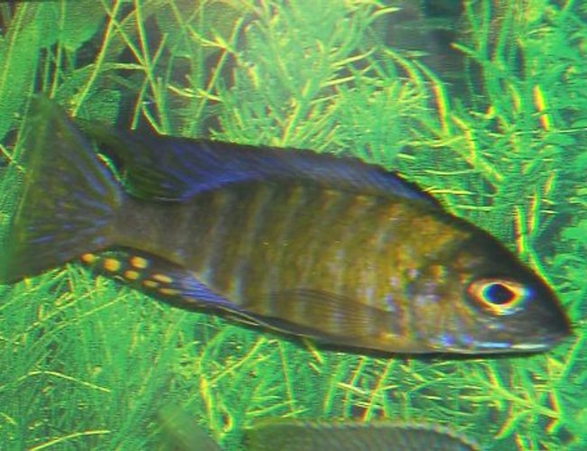 freshwater fish - aulonocara sp. - chitande stocking in 54 gallons tank freshwater fish - aulonocara sp. - chitande stocking in 54 gallons tank