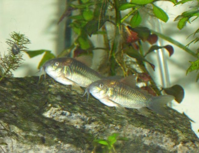 freshwater fish - brochis splendens - emerald green cory cat stocking in 55 gallons tank - Cory Cats freshwater fish - brochis splendens - emerald green cory cat stocking in 55 gallons tank - Cory Cats