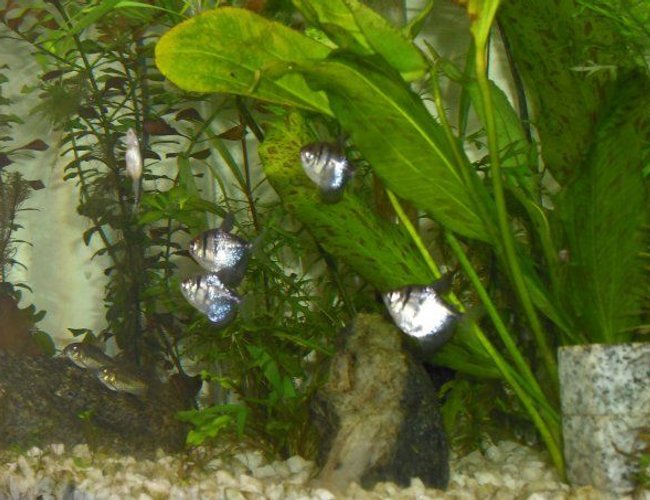 freshwater fish - gymnocorymbus sp. - black skirt tetra stocking in 55 gallons tank - Random shot freshwater fish - gymnocorymbus sp. - black skirt tetra stocking in 55 gallons tank - Random shot