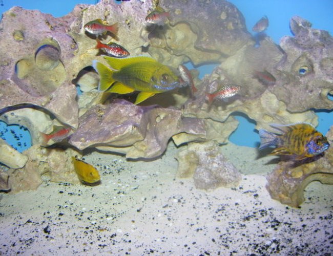 freshwater fish - aulonocara mamelela - lemon jake stocking in 92 gallons tank - Oddesa Barbs and cichlids freshwater fish - aulonocara mamelela - lemon jake stocking in 92 gallons tank - Oddesa Barbs and cichlids