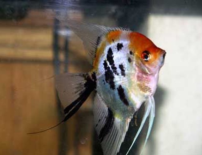 freshwater fish - pterophyllum sp. - koi angel stocking in 43 gallons tank - Koi Angelfish, 1 of my many breeding pairs freshwater fish - pterophyllum sp. - koi angel stocking in 43 gallons tank - Koi Angelfish, 1 of my many breeding pairs