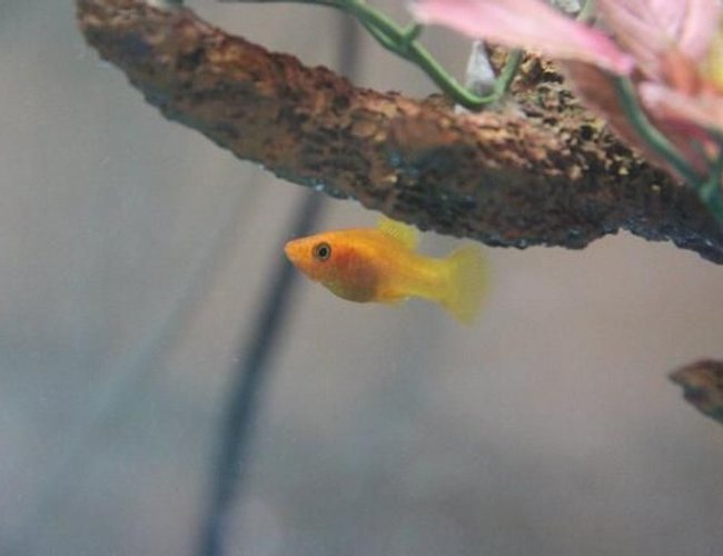 freshwater fish - xiphophorus maculatus - platy stocking in 35 gallons tank - Platy freshwater fish - xiphophorus maculatus - platy stocking in 35 gallons tank - Platy