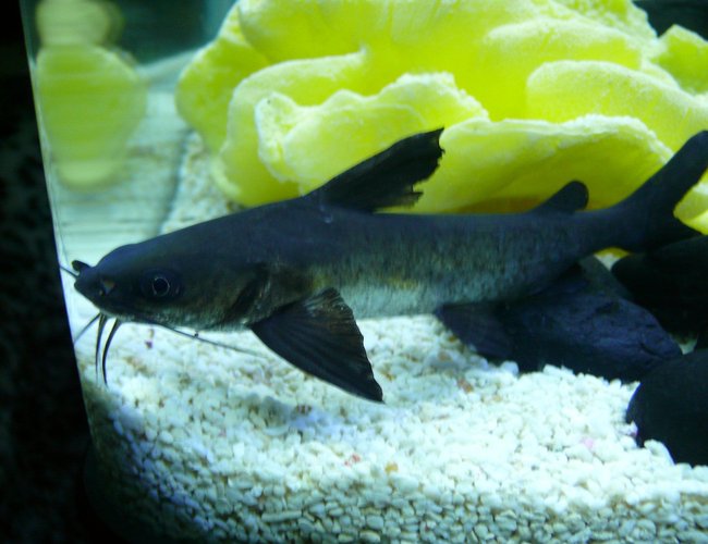 freshwater fish - arius leptaspis - salmontail catfish - Salmon Catfish. freshwater fish - arius leptaspis - salmontail catfish - Salmon Catfish.