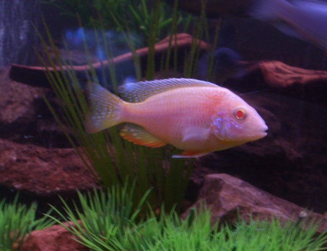 freshwater fish - aulonocara sp. - albino peacock cichlid stocking in 120 gallons tank - My Firefin Albino! freshwater fish - aulonocara sp. - albino peacock cichlid stocking in 120 gallons tank - My Firefin Albino!
