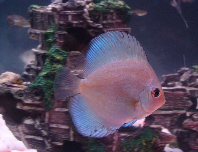 freshwater fish - symphysodon sp. - blue diamond discus stocking in 35 gallons tank - Blue Diamond Discus freshwater fish - symphysodon sp. - blue diamond discus stocking in 35 gallons tank - Blue Diamond Discus