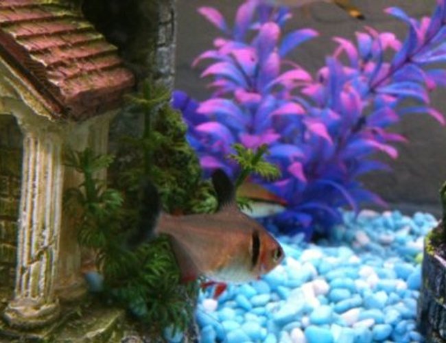 freshwater fish - hyphessobrycon callistus - red minor serpae tetra stocking in 36 gallons tank - Tetra. freshwater fish - hyphessobrycon callistus - red minor serpae tetra stocking in 36 gallons tank - Tetra.