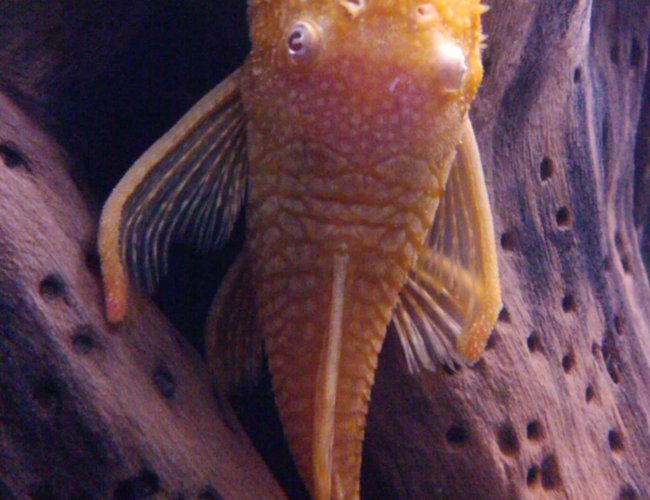 freshwater fish - ancistrus sp. - bushy nose pleco stocking in 65 gallons tank freshwater fish - ancistrus sp. - bushy nose pleco stocking in 65 gallons tank