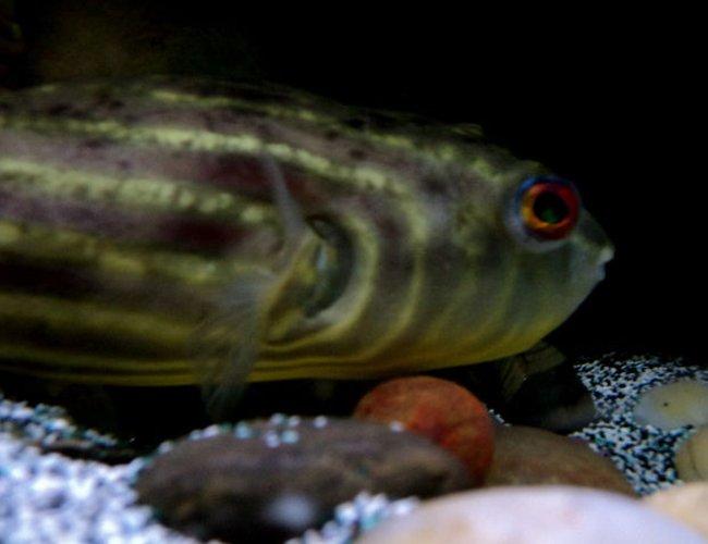 freshwater fish - tetraodon lineatus - fahaka puffer stocking in 90 gallons tank - Fahaka Puffer
Globe Fish freshwater fish - tetraodon lineatus - fahaka puffer stocking in 90 gallons tank - Fahaka Puffer
Globe Fish